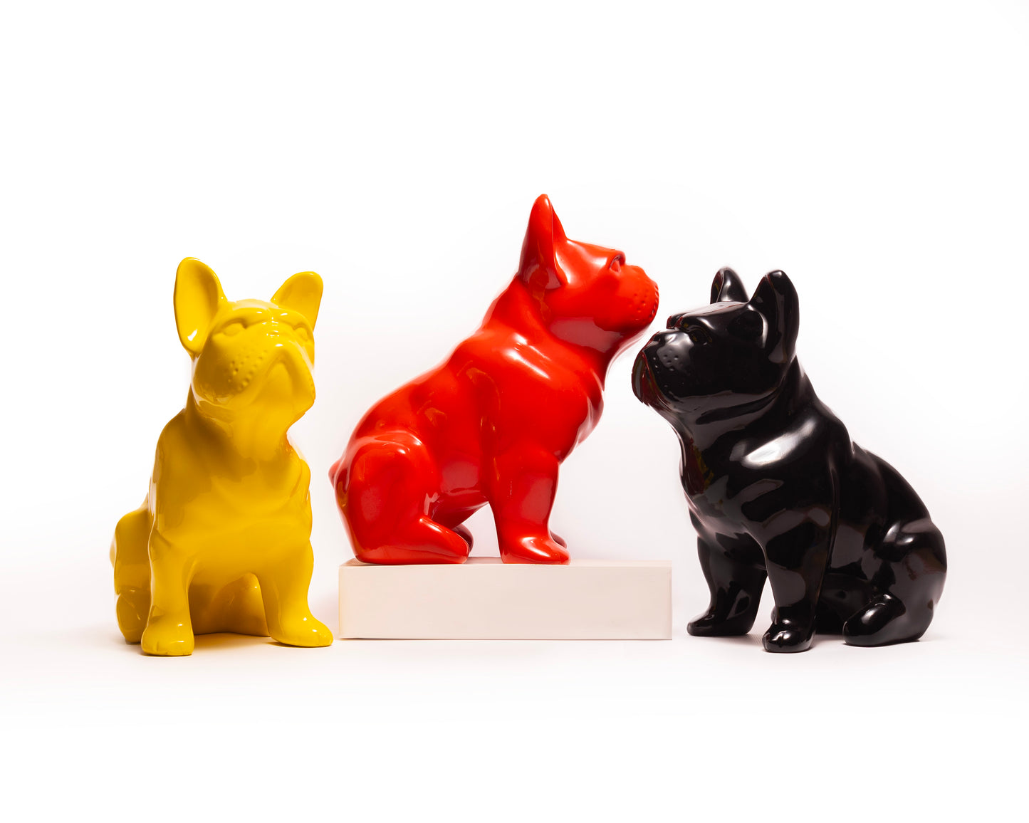 Dongol - The French Bulldog