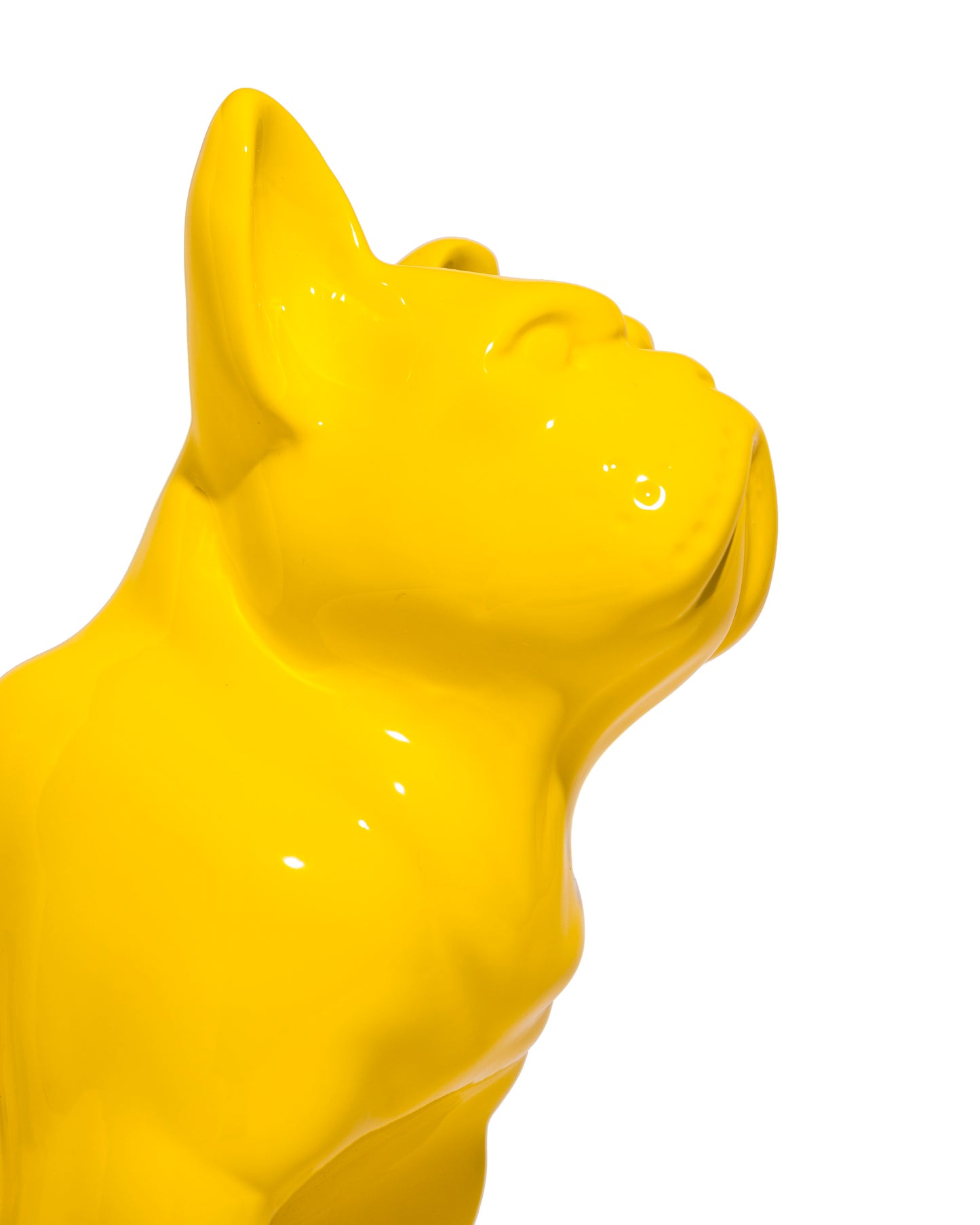 Dongol - The French Bulldog