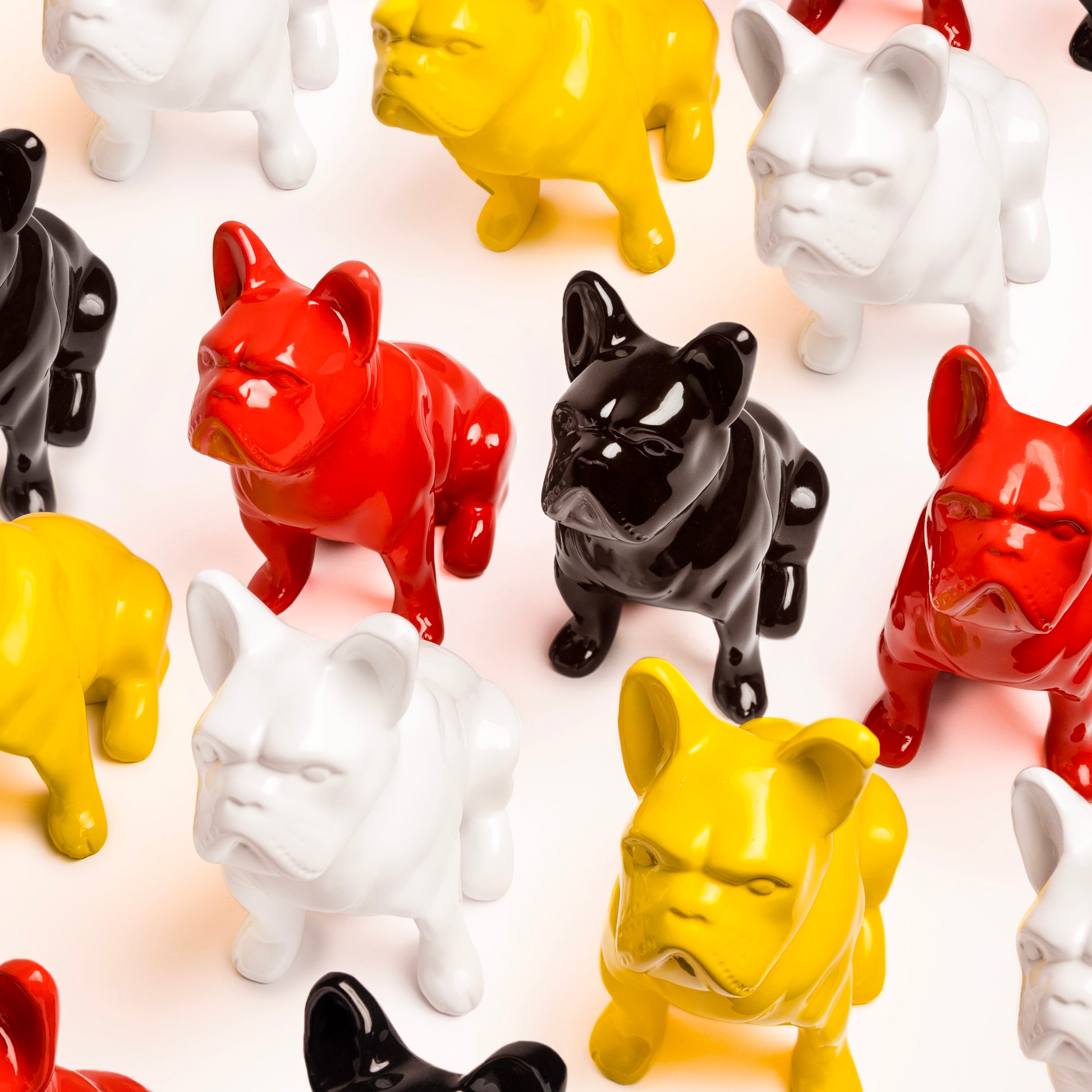 Dongol - The French Bulldog - Jackie's